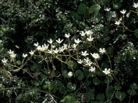 Saxifraga chrysoplenifolia