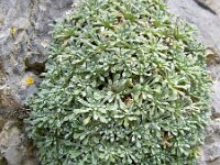 Saxifraga cochlearis