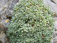 Saxifraga cochlearis