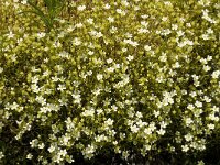 Saxifraga continentalis 1, Saxifraga-Jan van der Straaten