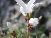 Saxifraga corsica 1, Saxifraga-Rutger Barendse