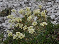 Saxifraga crustata 1, Saxifraga-Harry Jans