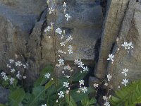 Saxifraga cuneifolia