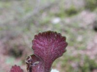 Saxifraga cuneifolia 8, Saxifraga-Rutger Barendse