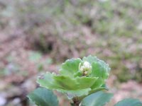 Saxifraga cuneifolia 9, Saxifraga-Rutger Barendse