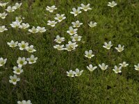 Saxifraga exarata 1 Saxifraga-Jan van der Straaten