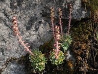 Saxifraga federici-augusti