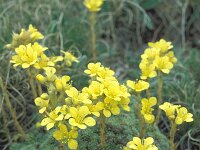 Saxifraga ferdinandi-coburgi 10, Saxifraga-Eugen Schaub