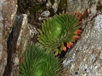 Saxifraga florulenta 1, Saxifraga-Harry Jans