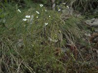 Saxifraga fragosoi