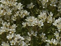 Saxifraga geranioides