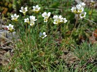 Saxifraga granulata, Meadow Saxifrage