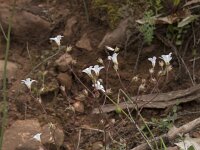 Saxifraga granulata 118, Knolsteenbreek, Saxifraga-Willem van Kruijsbergen