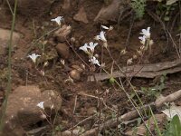 Saxifraga granulata 119, Knolsteenbreek, Saxifraga-Willem van Kruijsbergen