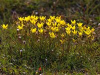 Saxifraga hirculus