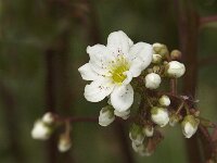 Saxifraga hostii 1, Saxifraga-Jan van der Straaten