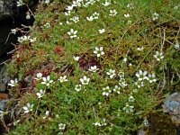 Saxifraga hypnoides