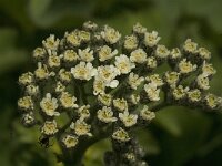 Saxifraga lingulata