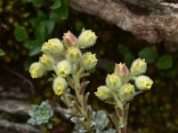 Saxifraga luteo-viridis