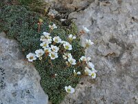 Saxifraga marginata