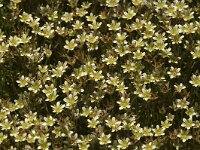 Saxifraga moschata 1, Saxifraga-Jan van der Straaten