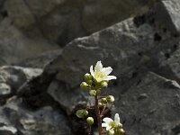 Saxifraga paniculata