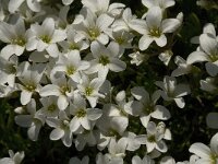 Saxifraga pedemontana 1, Saxifraga-Jan van der Straaten