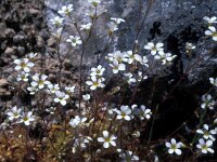 Saxifraga pentadactylis