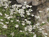 Saxifraga petraea 1, Saxifraga-Jasenka Topic