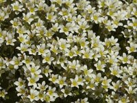 Saxifraga praetermissa 1, Saxifraga-Marijke Verhagen