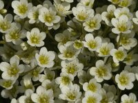 Saxifraga rosea ssp rosea 1, Saxifraga-Jan van der Straaten