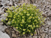 Saxifraga sedoides