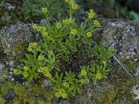 Saxifraga seguieri 1, Saxifraga-Willem van Kruijsbergen