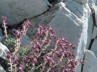 Saxifraga sempervivum