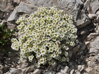 Saxifraga squarrosa