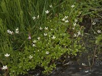 Saxifraga stellaris, Starry Saxifrage