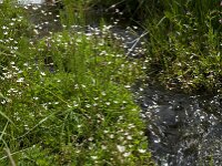 Saxifraga stellaris 10, Saxifraga-Willem van Kruijsbergen