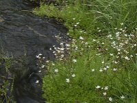 Saxifraga stellaris 2, Saxifraga-Willem van Kruijsbergen