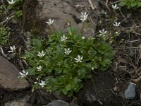 Saxifraga stellaris 20, Saxifraga-Willem van Kruijsbergen