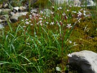 Saxifraga stellaris 22, Saxifraga-Ed Stikvoort