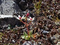 Saxifraga stellaris 25, Saxifraga-Jeroen Willemsen