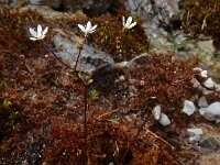 Saxifraga stellaris 26, Saxifraga-Ed Stikvoort