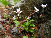 Saxifraga stellaris 29, Saxifraga-Rutger Barendse