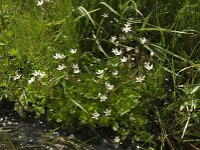 Saxifraga stellaris 4, Saxifraga-Willem van Kruijsbergen