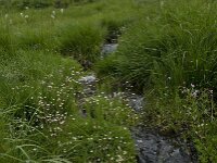 Saxifraga stellaris 9, Saxifraga-Willem van Kruijsbergen
