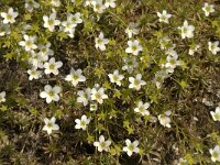 Saxifraga tenella