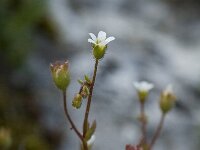 Saxifraga tridactylites, Rue-leaved Saxifrage