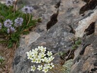 Saxifraga valdensis