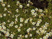 Saxifraga vayredana