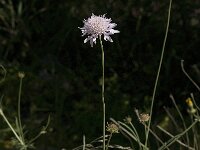 Scabiosa atropurpurea